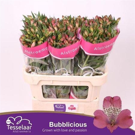 <h4>Alstr Bubblicious</h4>