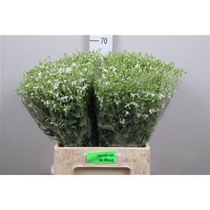 Saponaria Wit P Bos