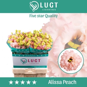 Eus G Alissa Peach
