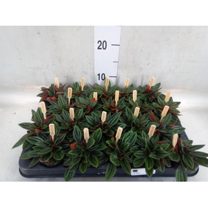 Peperomia caperata 'Rosso'