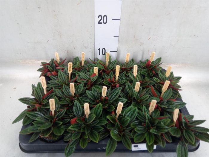 <h4>Peperomia caperata 'Rosso'</h4>