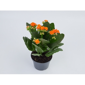KAL. DOBRADO P15 LARANJA