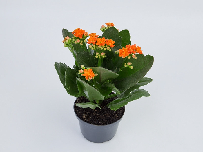 KAL. DOBRADO P15 LARANJA