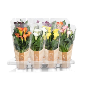 Zantedeschia gemengd Calla mix in bedrukte hoes