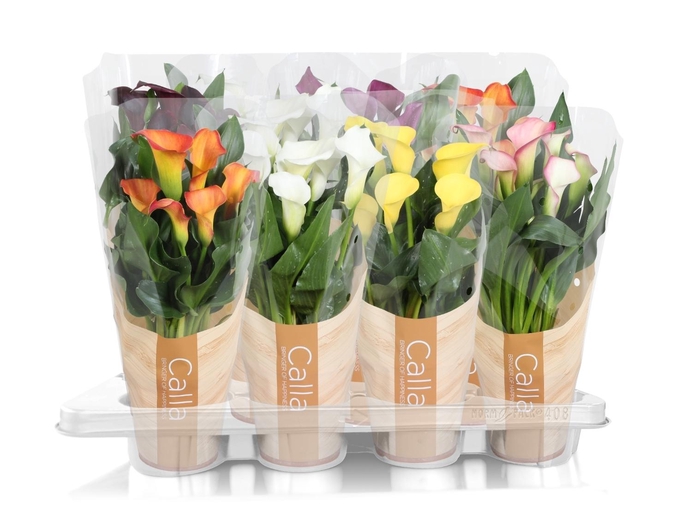 <h4>Zantedeschia gemengd Calla mix in bedrukte hoes</h4>
