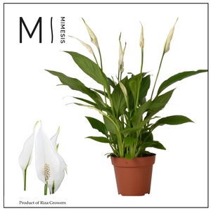 Spathiphyllum 12 cm Torelli zonder hoes
