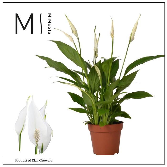 <h4>Spathiphyllum 12 cm Torelli zonder hoes</h4>