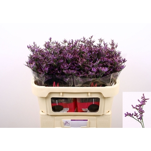 Limonium Safora Dark Blue Marginpar