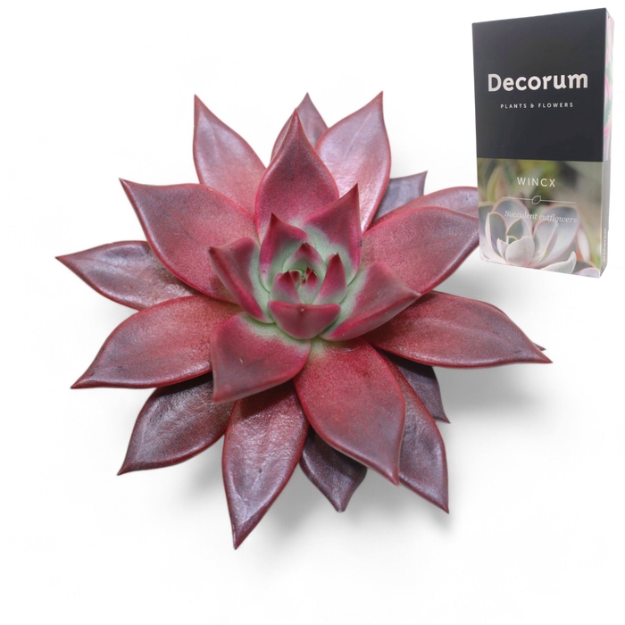 <h4>Echeveria Taurus Cutflower Wincx-10cm</h4>