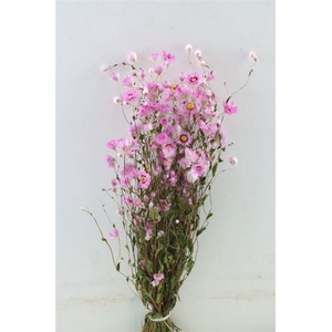 Dried Rodanthe Pink Bunch(2=1)