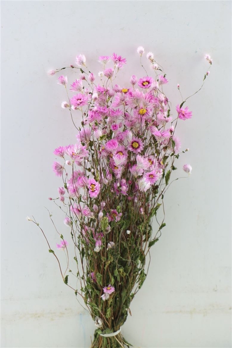 <h4>Dried Rodanthe Pink Bunch(2=1)</h4>