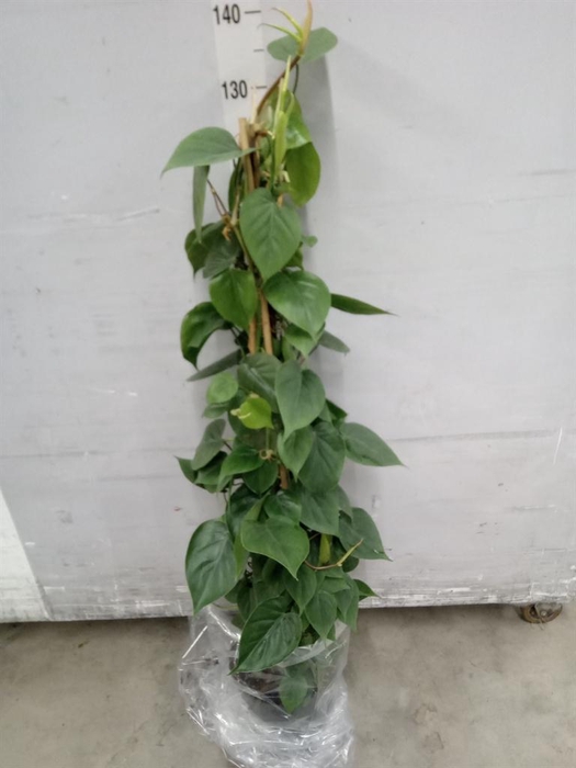 <h4>Philodendron scand.</h4>