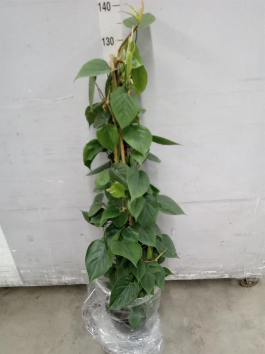 <h4>Philodendron scand.</h4>