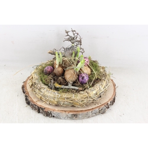 arr4 Narcis PL - Hout schijf krans Los