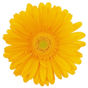 GERBERA PANAMA >10 CM DIAM <050 CM AMARELO