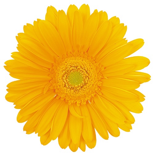 <h4>GERBERA PANAMA >10 CM DIAM <050 CM AMARELO</h4>