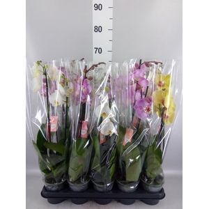 Phalaenopsis   ...mix  5