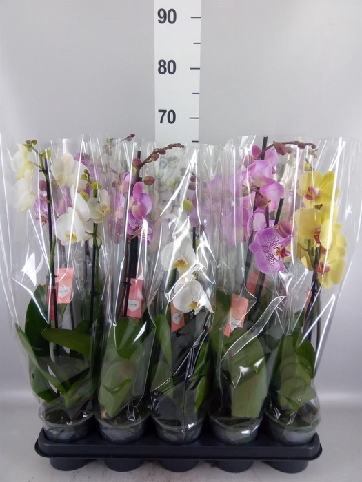 <h4>Phalaenopsis   ...mix  5</h4>
