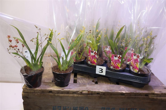 <h4>Oncidium Ov</h4>