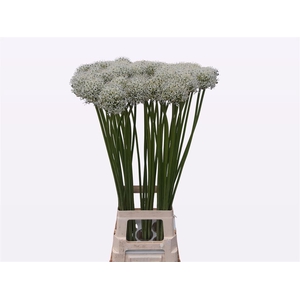 Allium Mount Everest