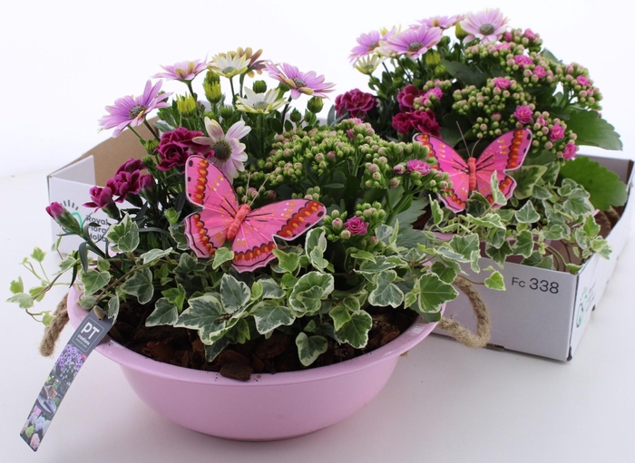<h4>ARR TUINPLANTEN</h4>