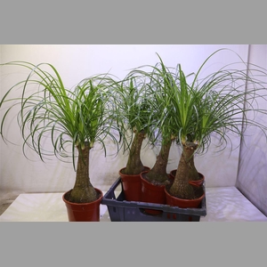 Nolina Beauca. Recur