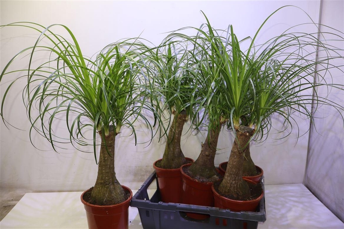 <h4>Nolina Beauca. Recur</h4>