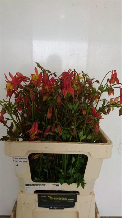 <h4>Aquilegia Ruby Cloud</h4>