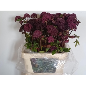 ANGELICA GIGAS