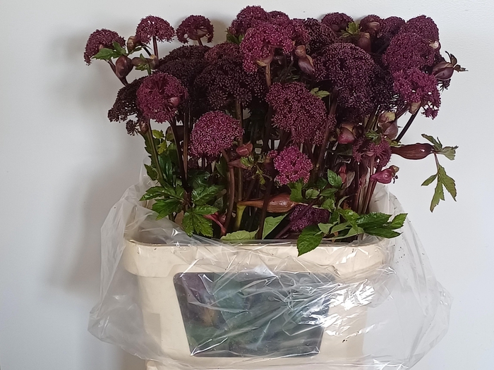 <h4>ANGELICA GIGAS</h4>