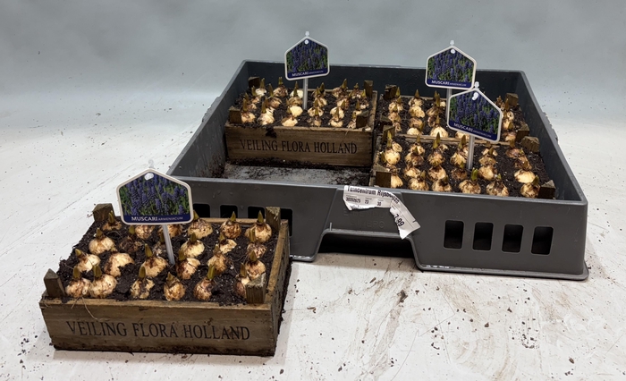 <h4>ARR MUSCARI</h4>