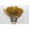 Anigozanthos Golden Girl