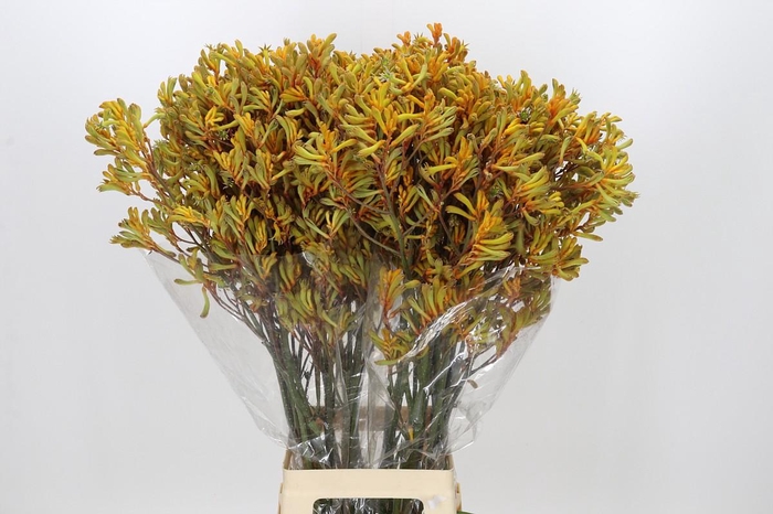 <h4>Anigozanthos Golden Girl</h4>