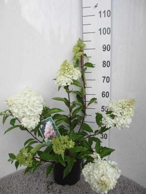 <h4>Hydrangea pan. Angels Blush 50-60 cm P26</h4>