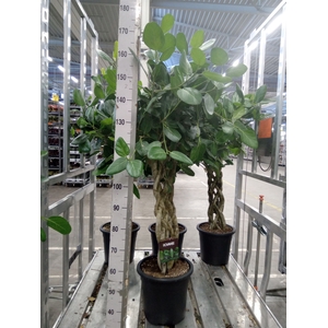 Ficus benghalensis 'Audrey'