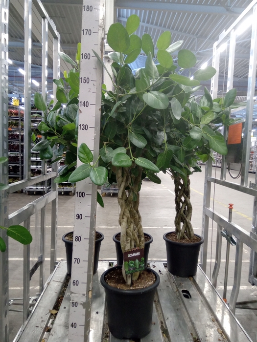 <h4>Ficus benghalensis 'Audrey'</h4>