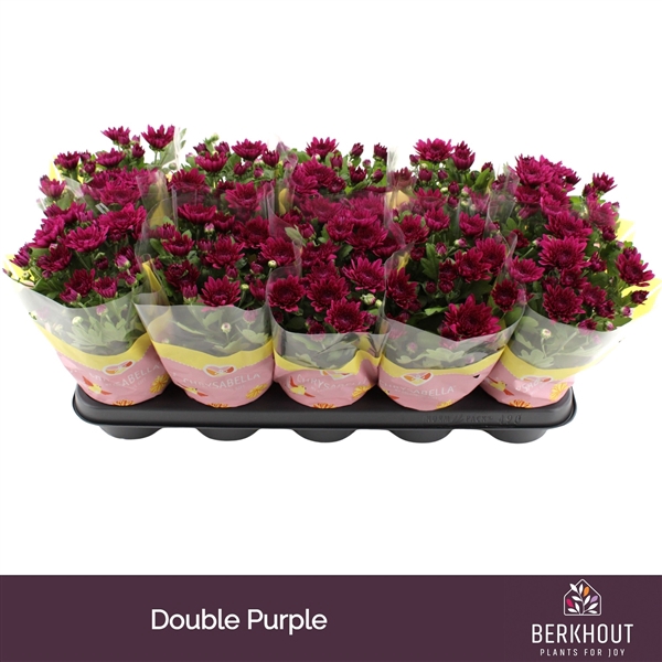 <h4>Chrysant Tourmalet</h4>