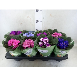 Saintpaulia   ...mix