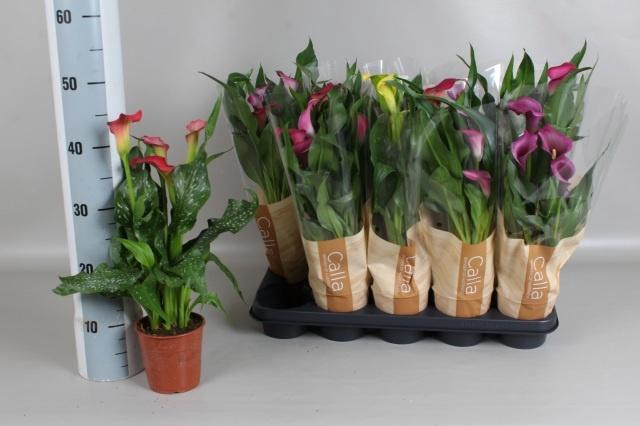 <h4>ZANT GEM 5 KL</h4>