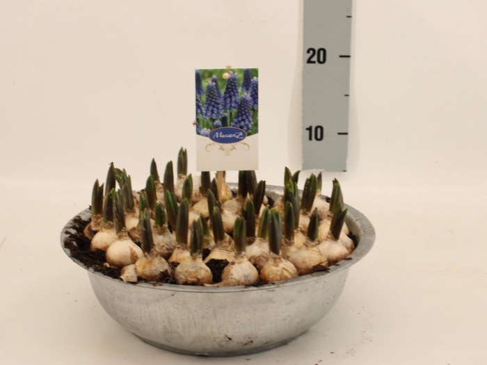 <h4>MUSCAR CAROLA</h4>