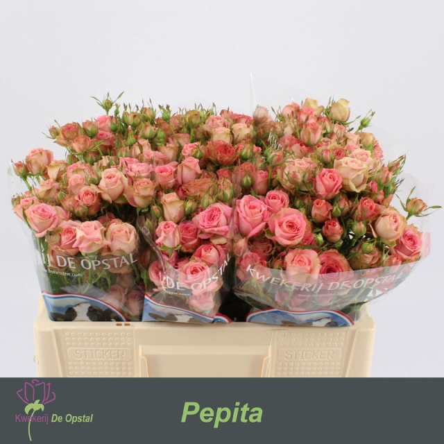 <h4>R tr Pepita</h4>