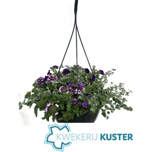 HANGING BASKETS