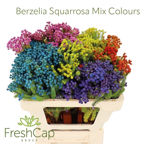 <h4>Berzelia Squarrosa Mix Colours</h4>