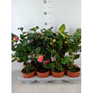 Camellia   ...mix 3