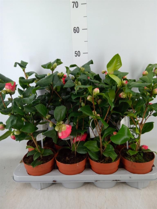 <h4>Camellia   ...mix 3</h4>