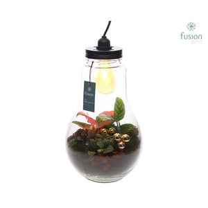 Glas Terrarium XXL met verlichting met Kerst Arrangement
