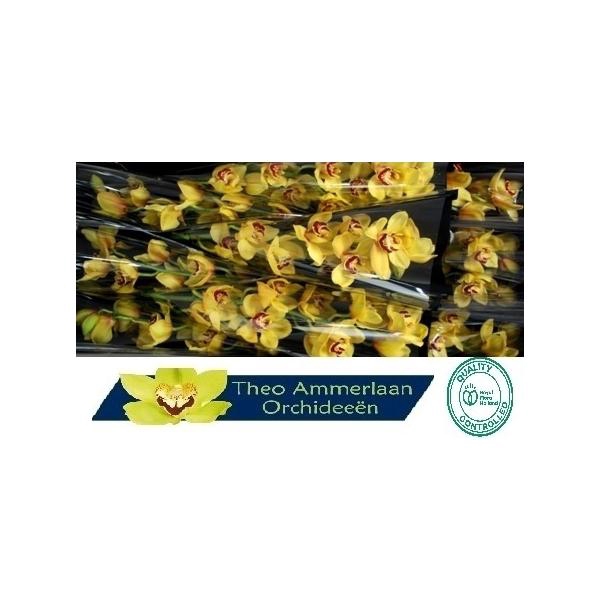 <h4>Rijsenhout 60 x10</h4>