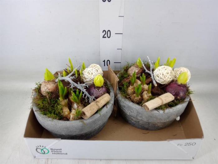 <h4>Arr.   Bol/Knolgewas L%</h4>