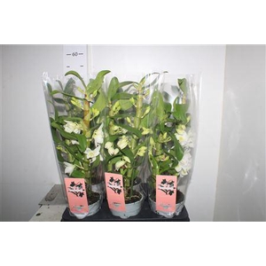 Dendr N Sc Apollon 2 Branches