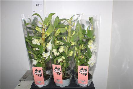 <h4>Dendr N Sc Apollon 2 Branches</h4>